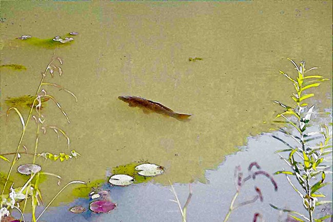 芦屋プラン株式会社七夕（たなばた1 Copilot